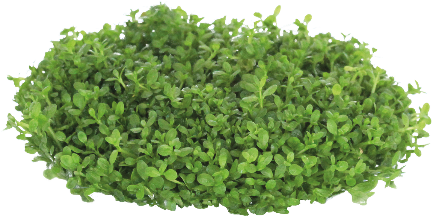 Homalomena Pygmea - Easy Grow