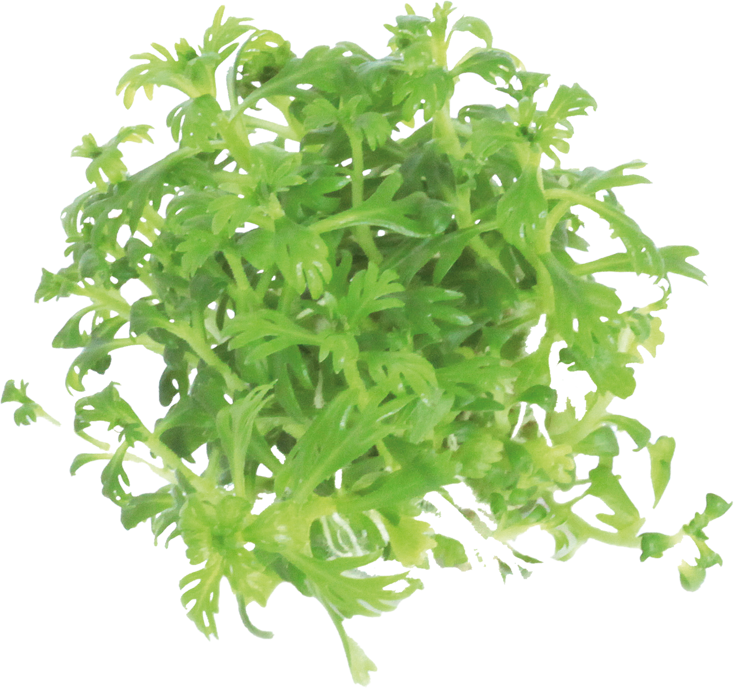 Hottonia Palustris - Easy Grow