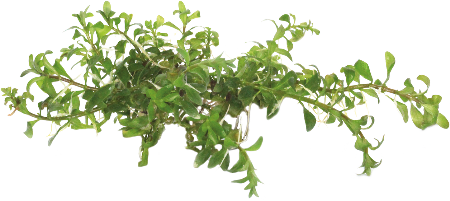 Ludwigia Inclinata Cuba - Easy Grow