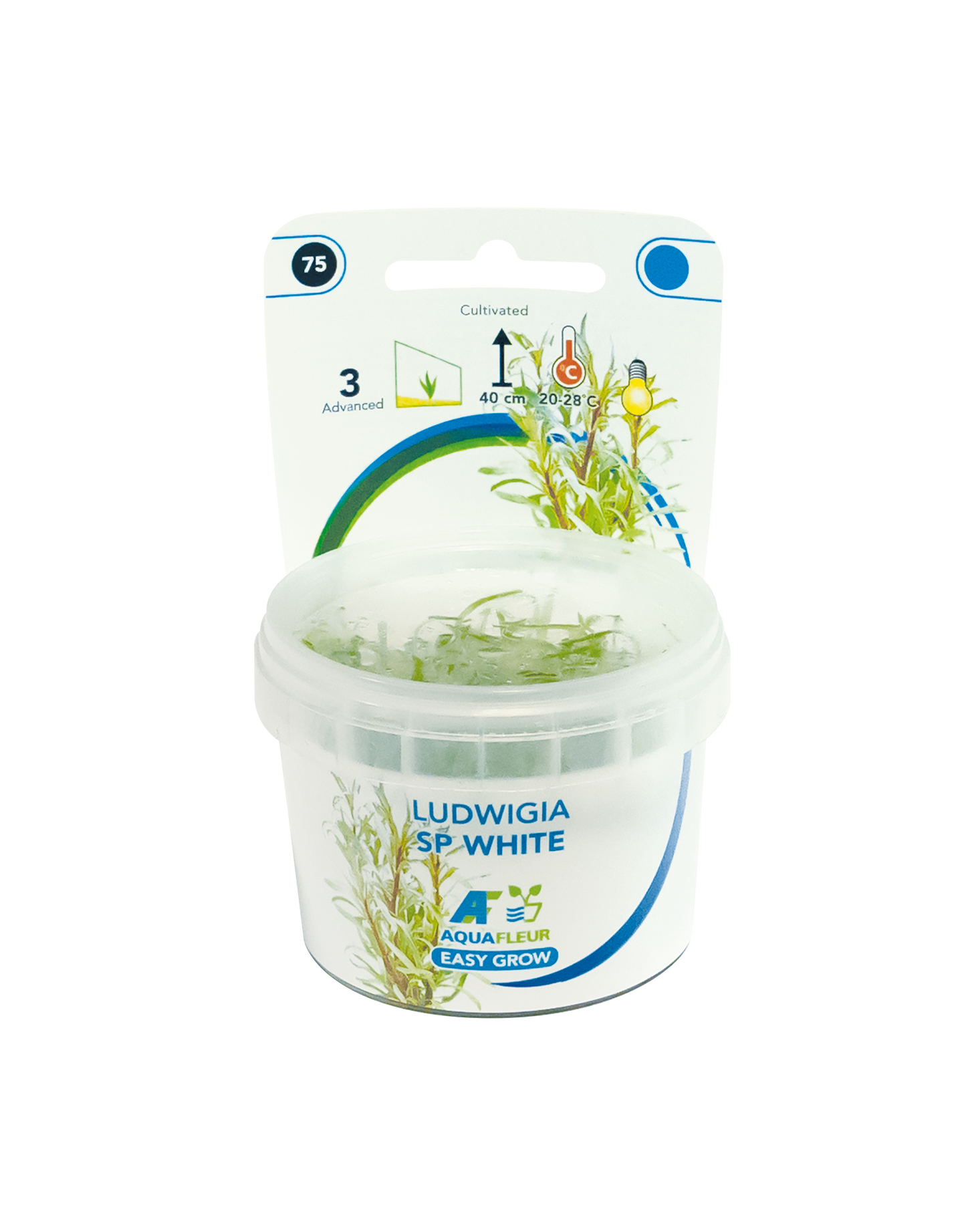 Ludwigia SP White - Easy Grow