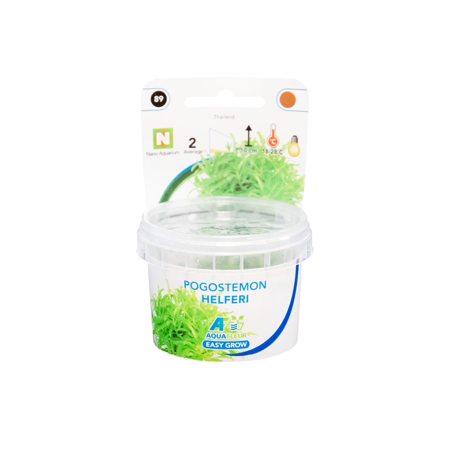 Pogostemon Helferi - Easy Grow