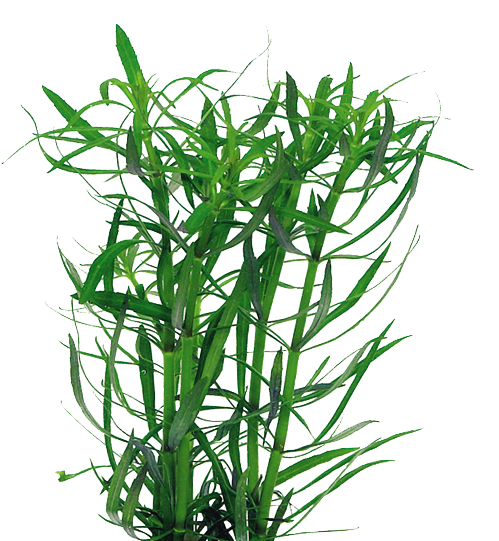 Pogostemon Stellatus - Easy Grow