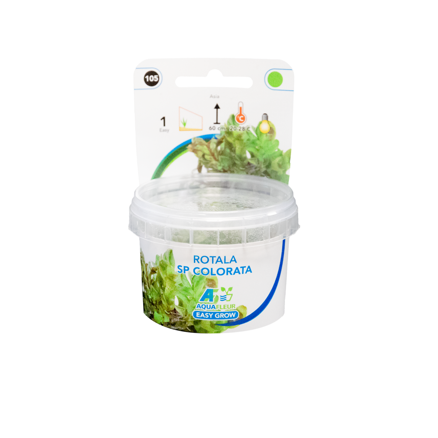Rotala sp Colorata - Easy Grow