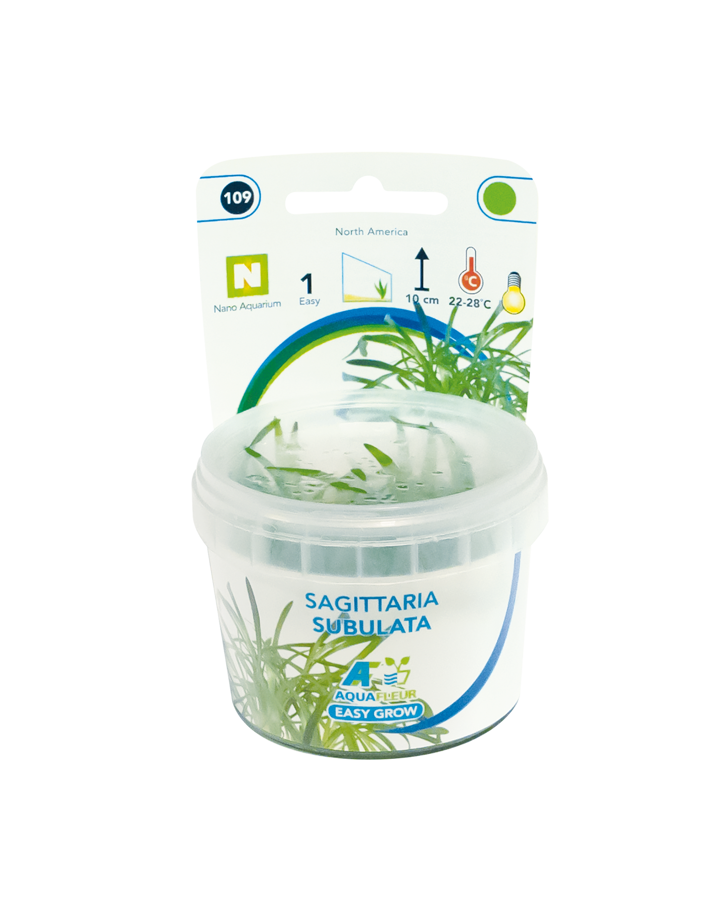 Sagittaria Subulata - Easy Grow