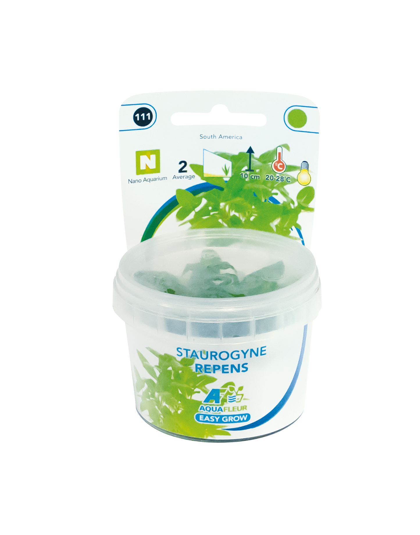 Staurogyne Repens - Easy Grow