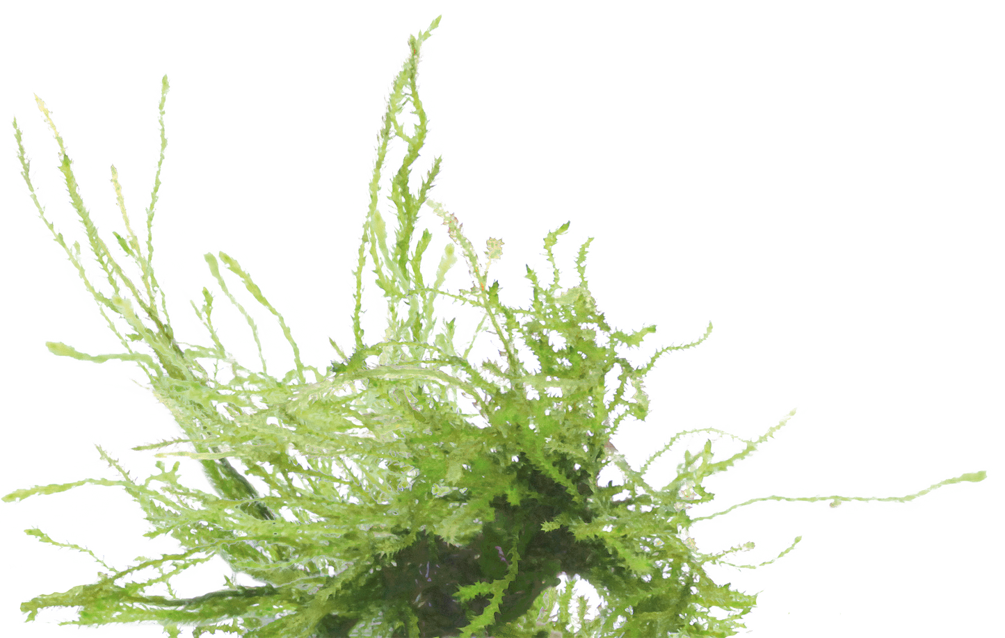 Vesicularia Frerriei Weeping - Easy Grow
