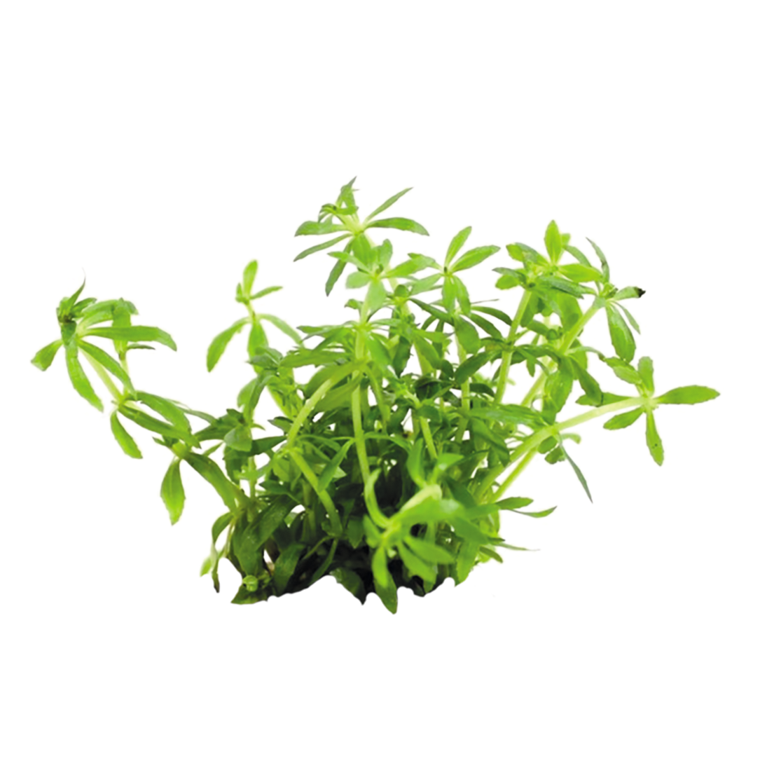 Limnophila Vietnam Mini - Easy Grow