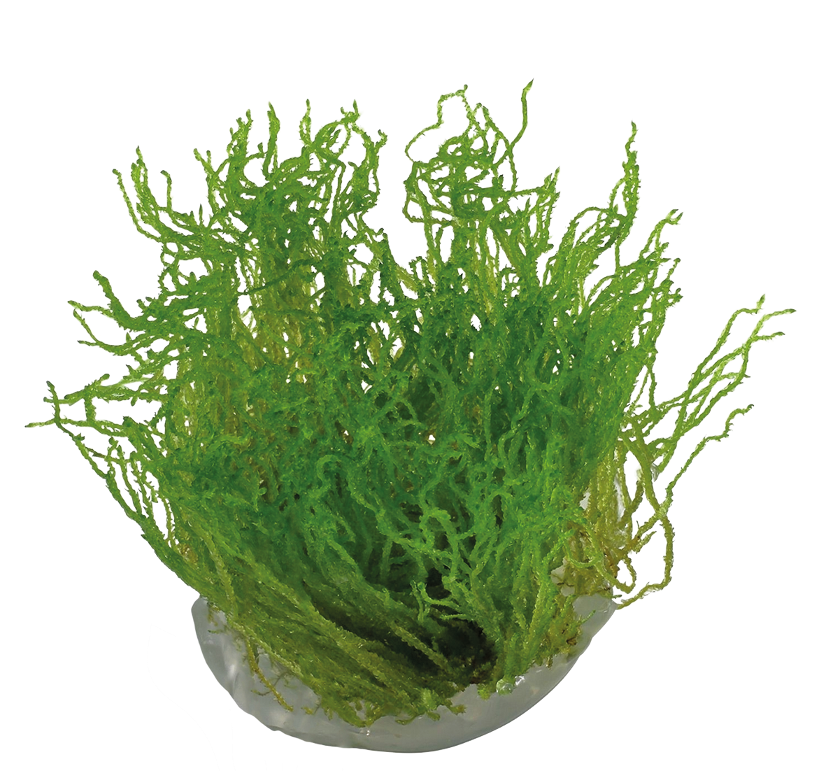 TAXIPHYLLUM FLAME - Easy Grow