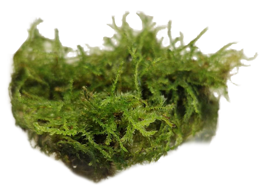 VESICULARIA MONTAGNEI - Easy Grow