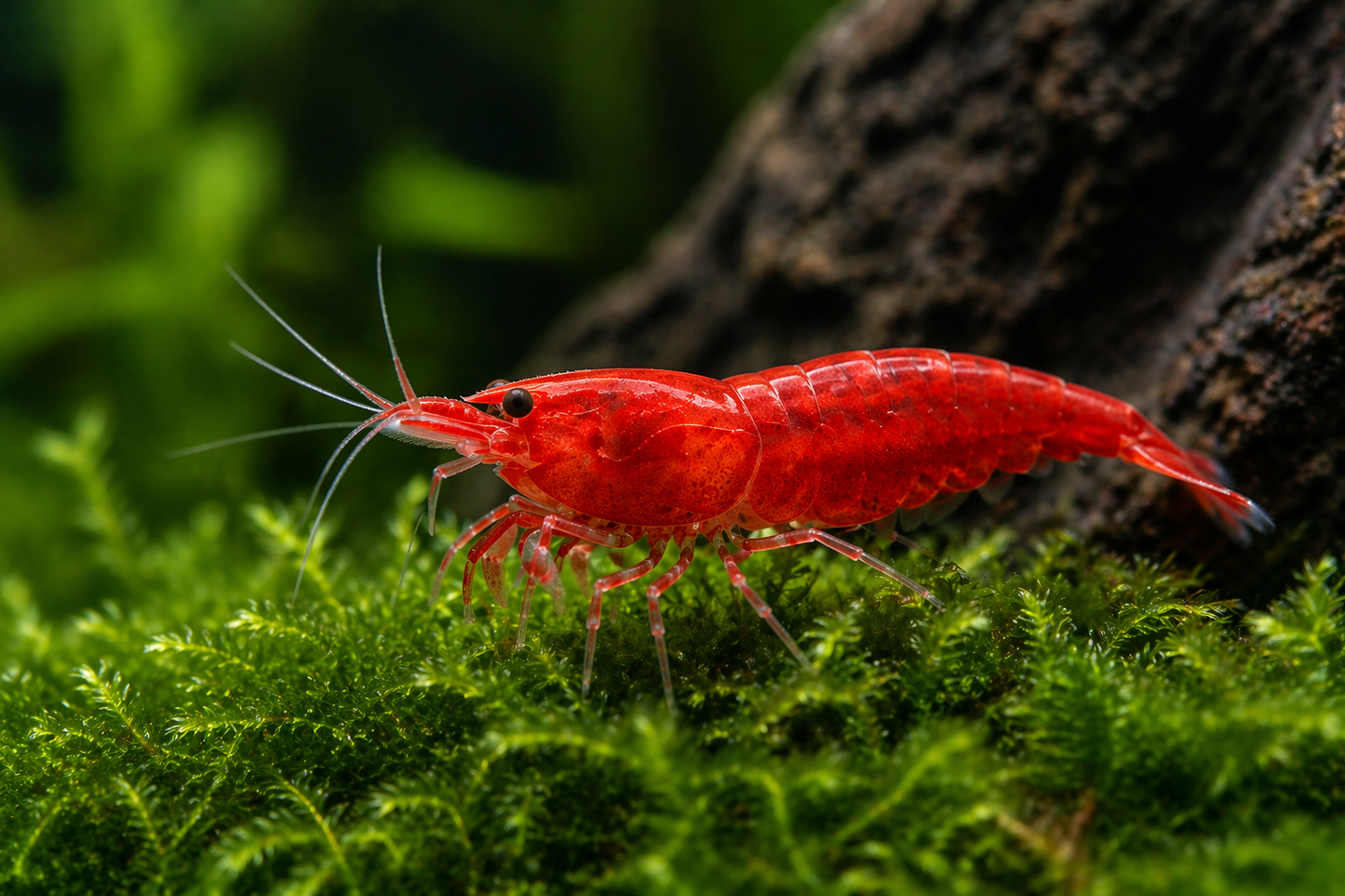 Red Cherry Shrimp
