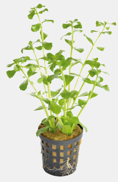 Bacopa Monnieri 5cm Pot