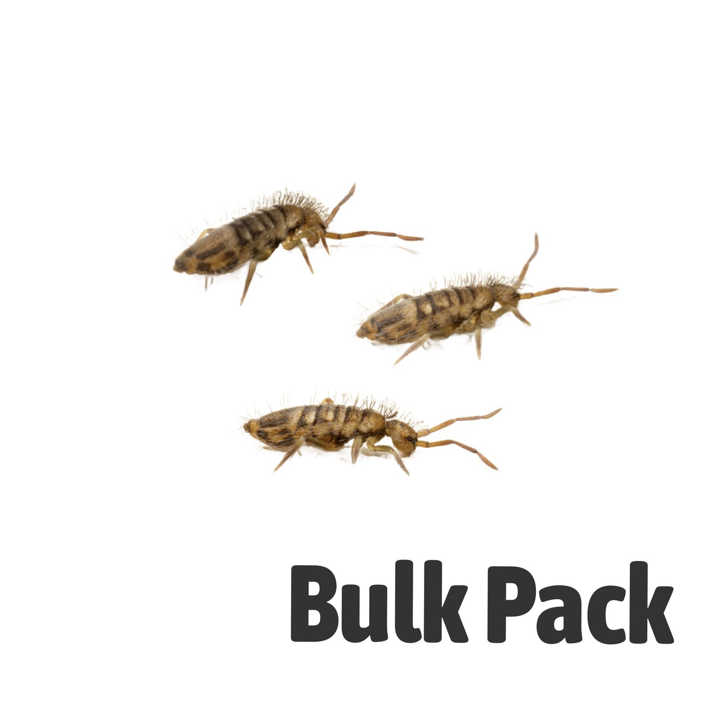 Springtails