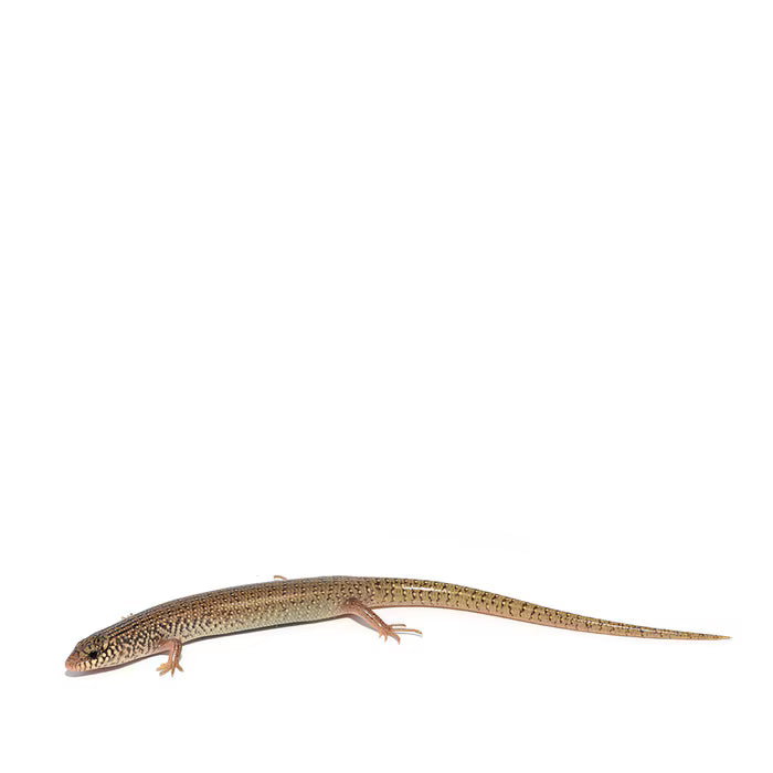 Occellated Skink (Baby)