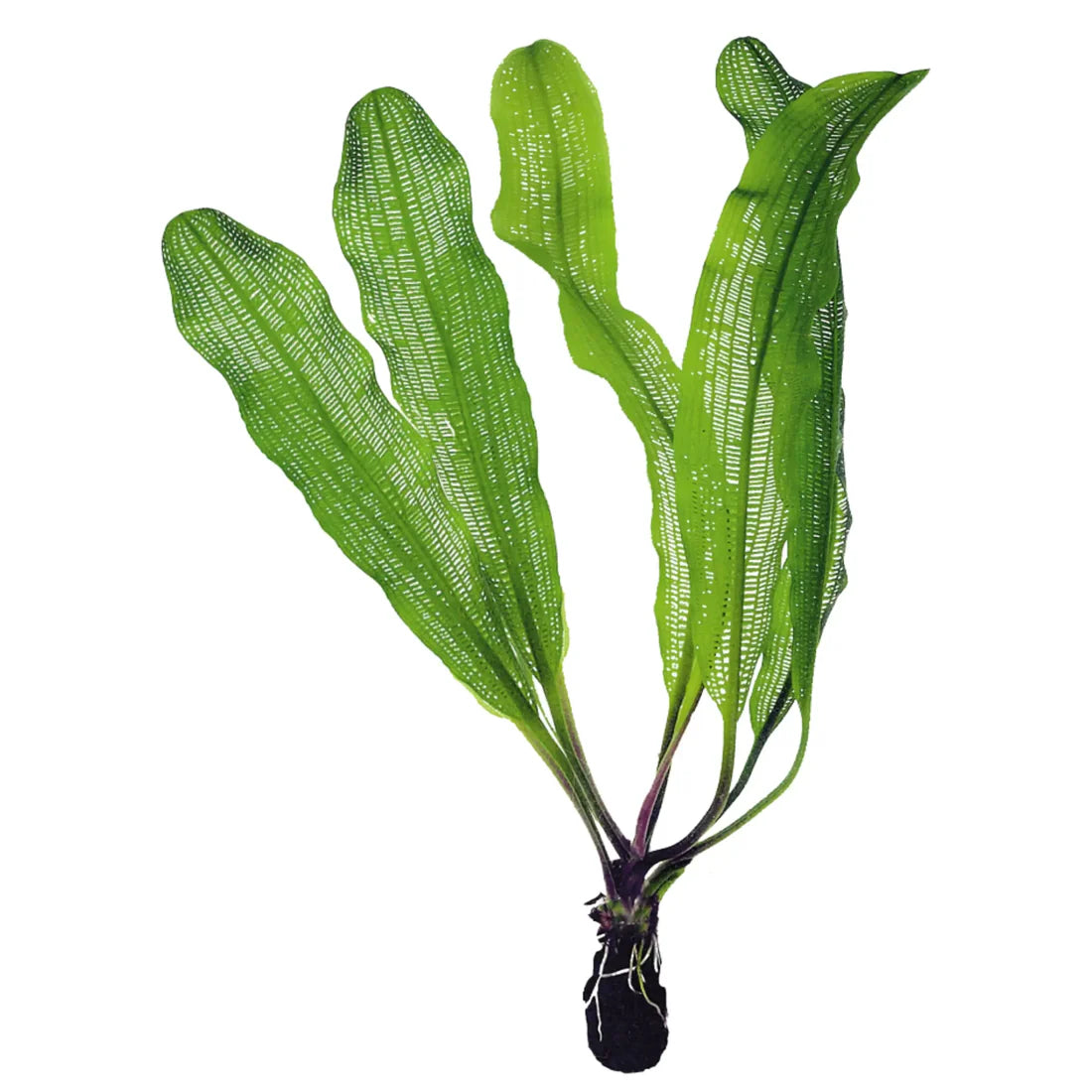 Aponogeton Madagascariensis Bulb + Leaf