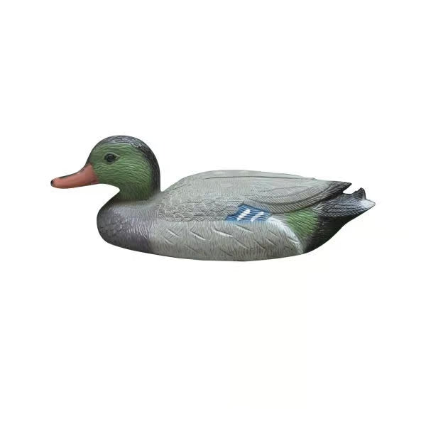 Bermuda Male Duck
