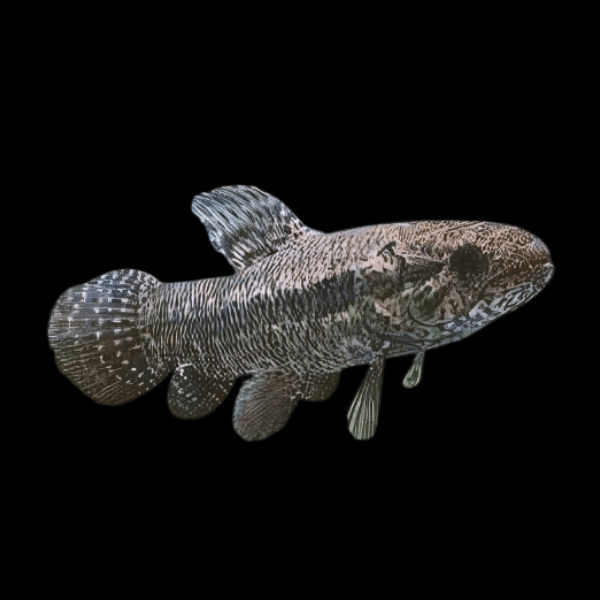 Wolf Fish 'Hoplias'