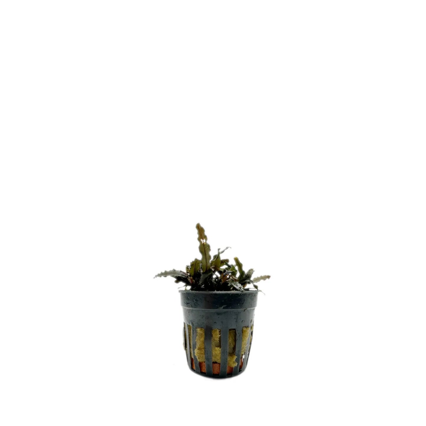 Bucephalandra Caterina