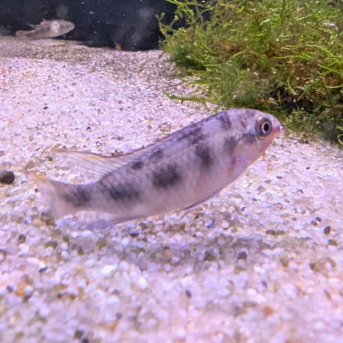 Blue Kribensis