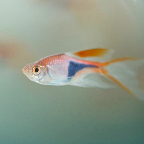 Harlequin Rasbora