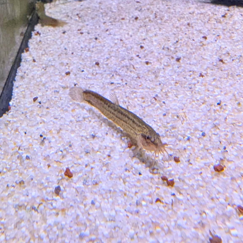 Weather Loach