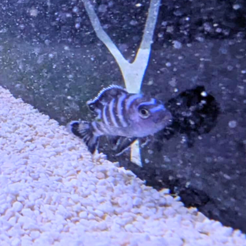 Demansoni Cichlids