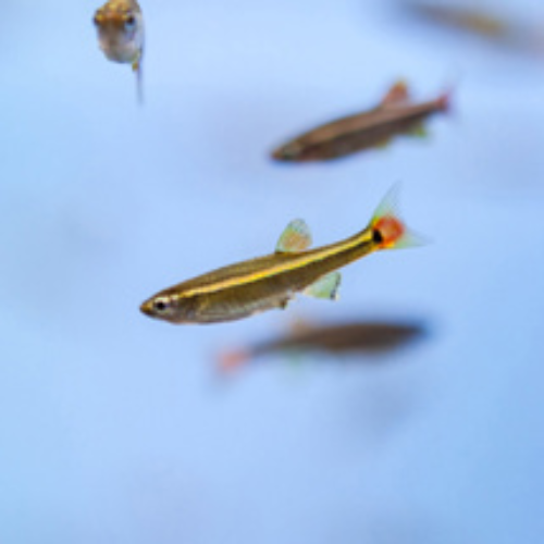 Long Fin White Cloud Mountain Minnow
