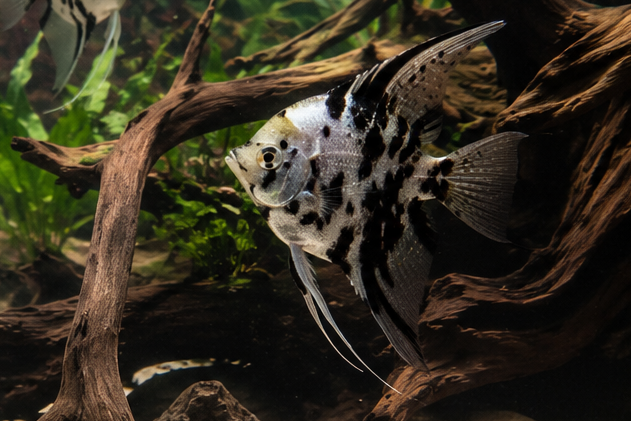 Dalmation Angelfish