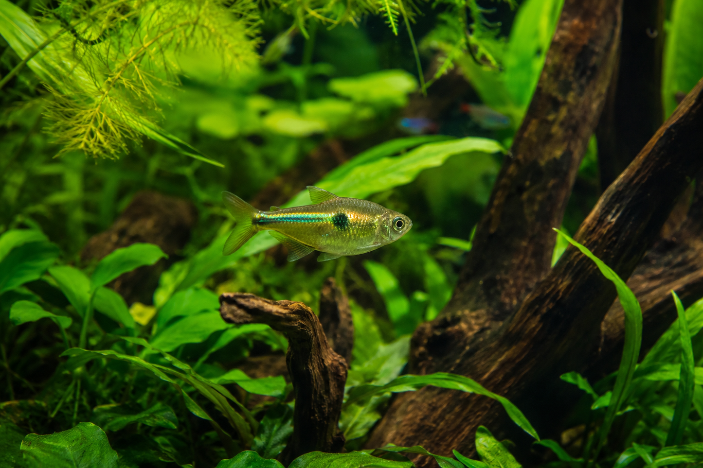 Green Fire Tetra