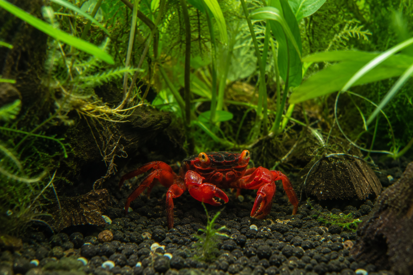 Red Devil Vampire Crab