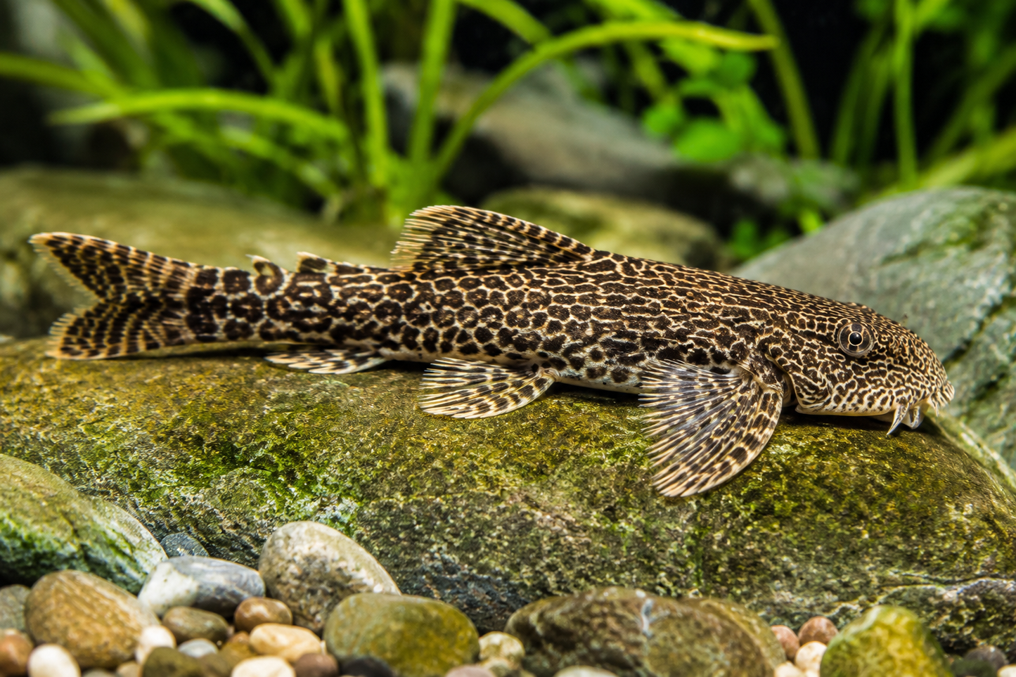 Lizard Loach