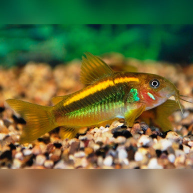 Gold Laser Corydoras
