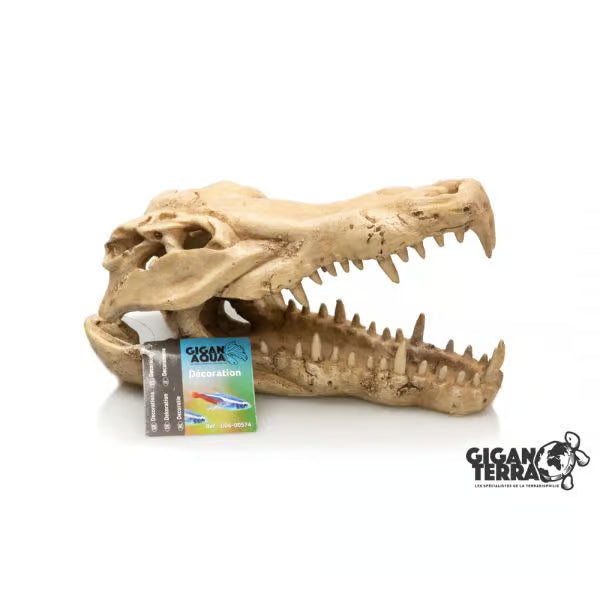 Crocodile Skull 574 - 22 x 10.3 x 13 cm