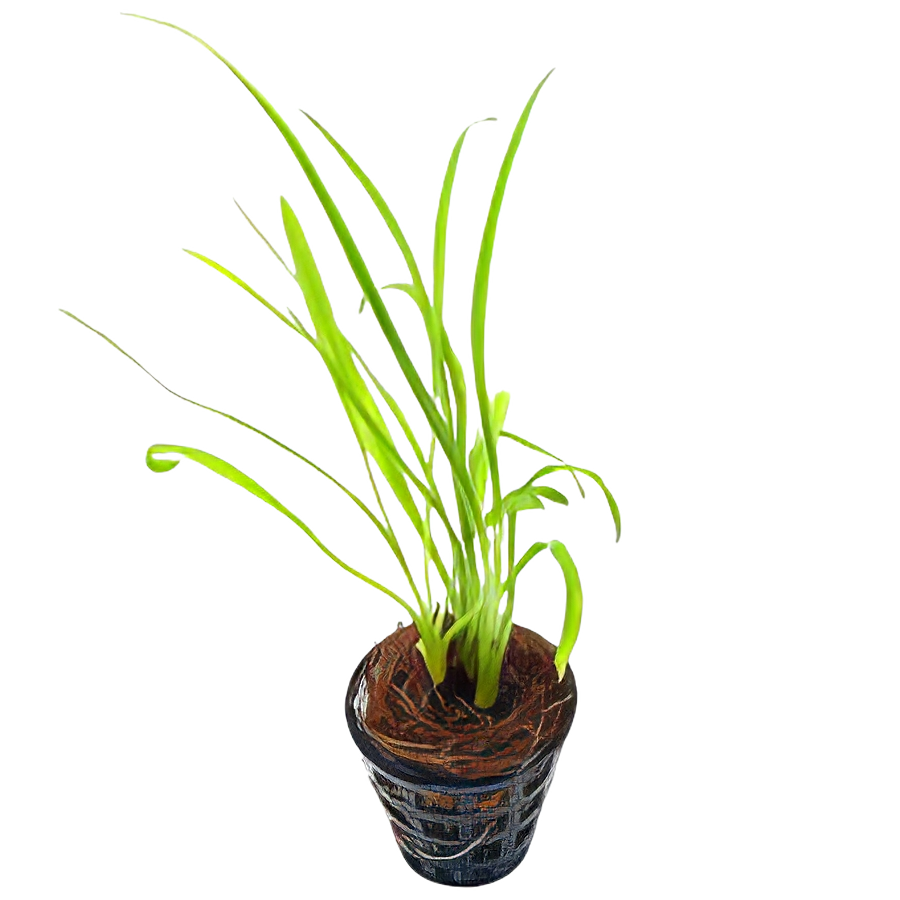 Cryptocoryne Retrospiralis 5cm Pot
