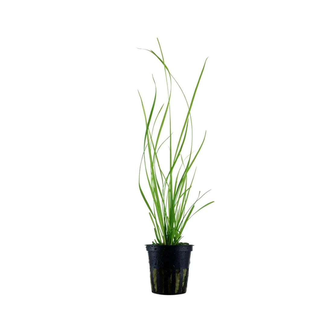 Cyperus Helferii 5cm pot
