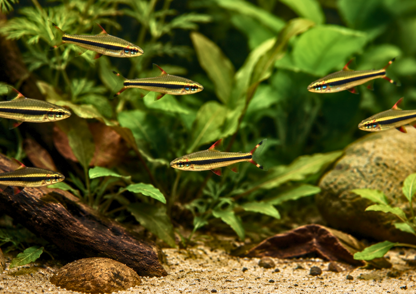 Dwarf Pencilfish