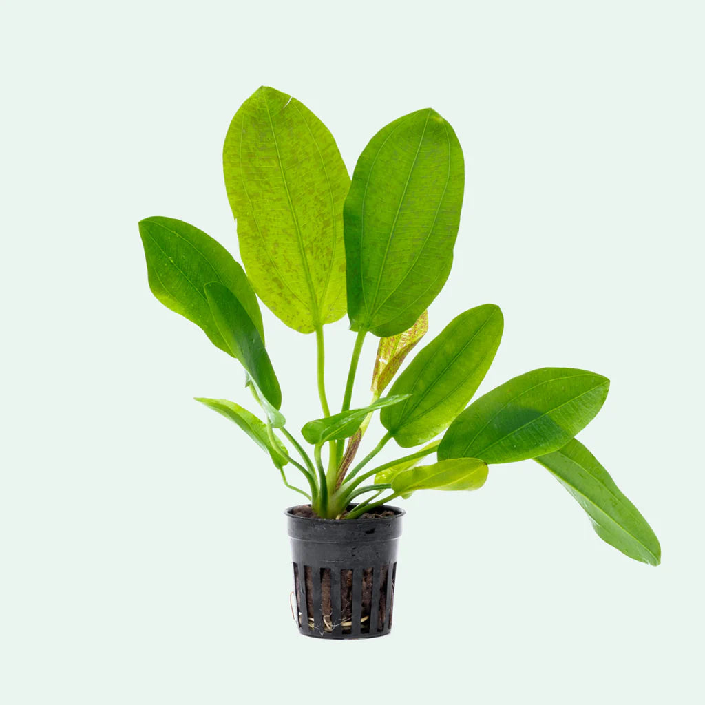 Echinodorus Python 5cm Pot