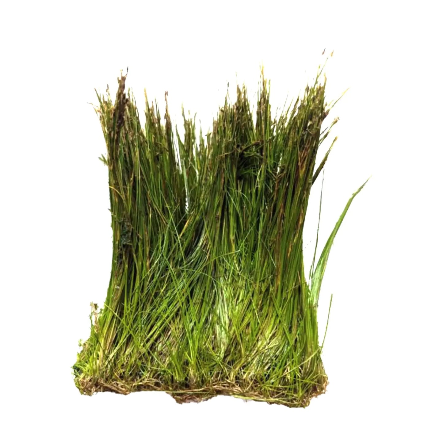 Eleocharis On Net Pad