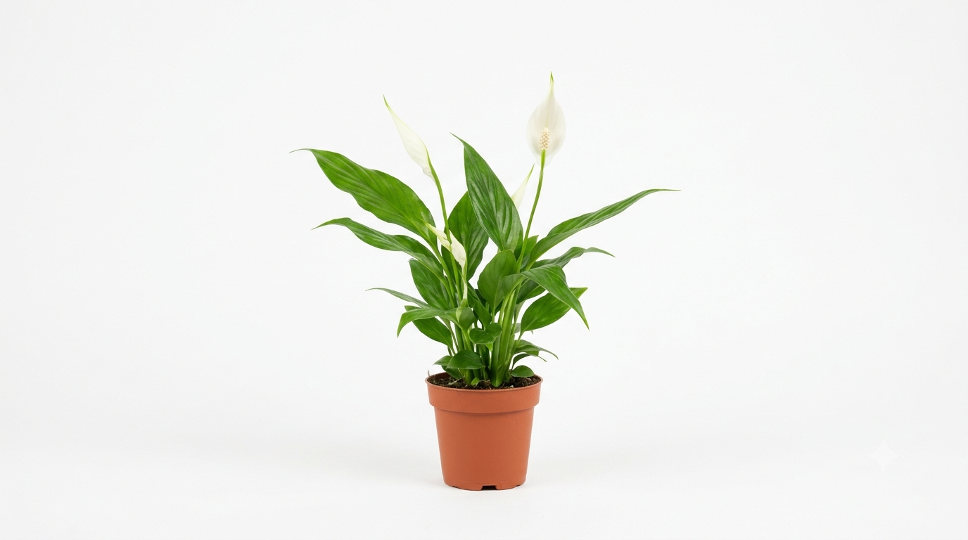 Spathiphyllum Wallisii 5cm pot