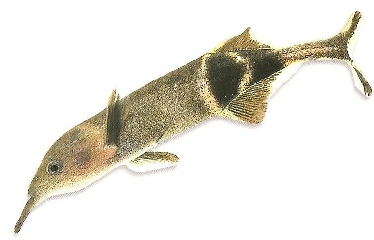 Peters Elephantnose Fish 7-8cm