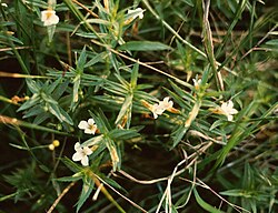 Gratiola officinalis - (Hedge hyssop/ Herb of grace) 1 ltr