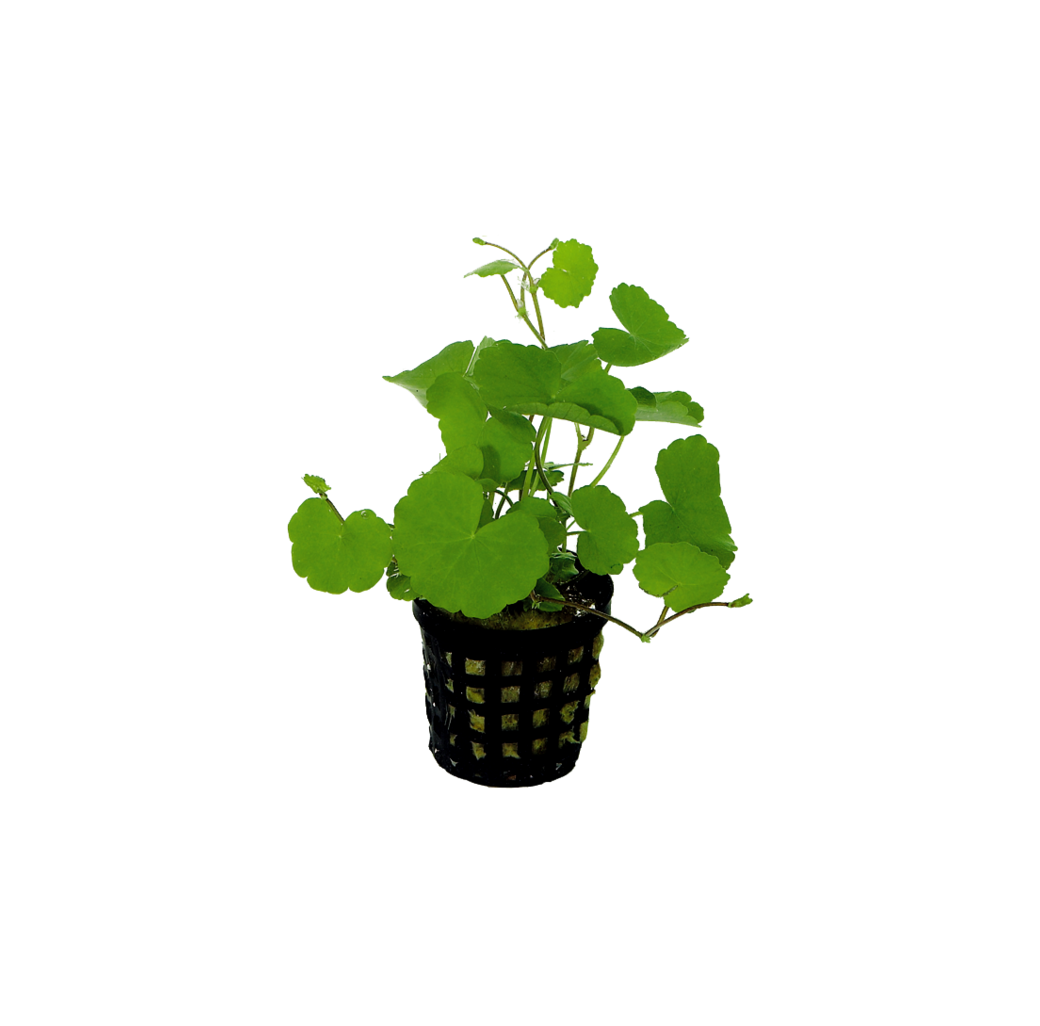 Hydrocotyle Leucocephala 5cm Pot