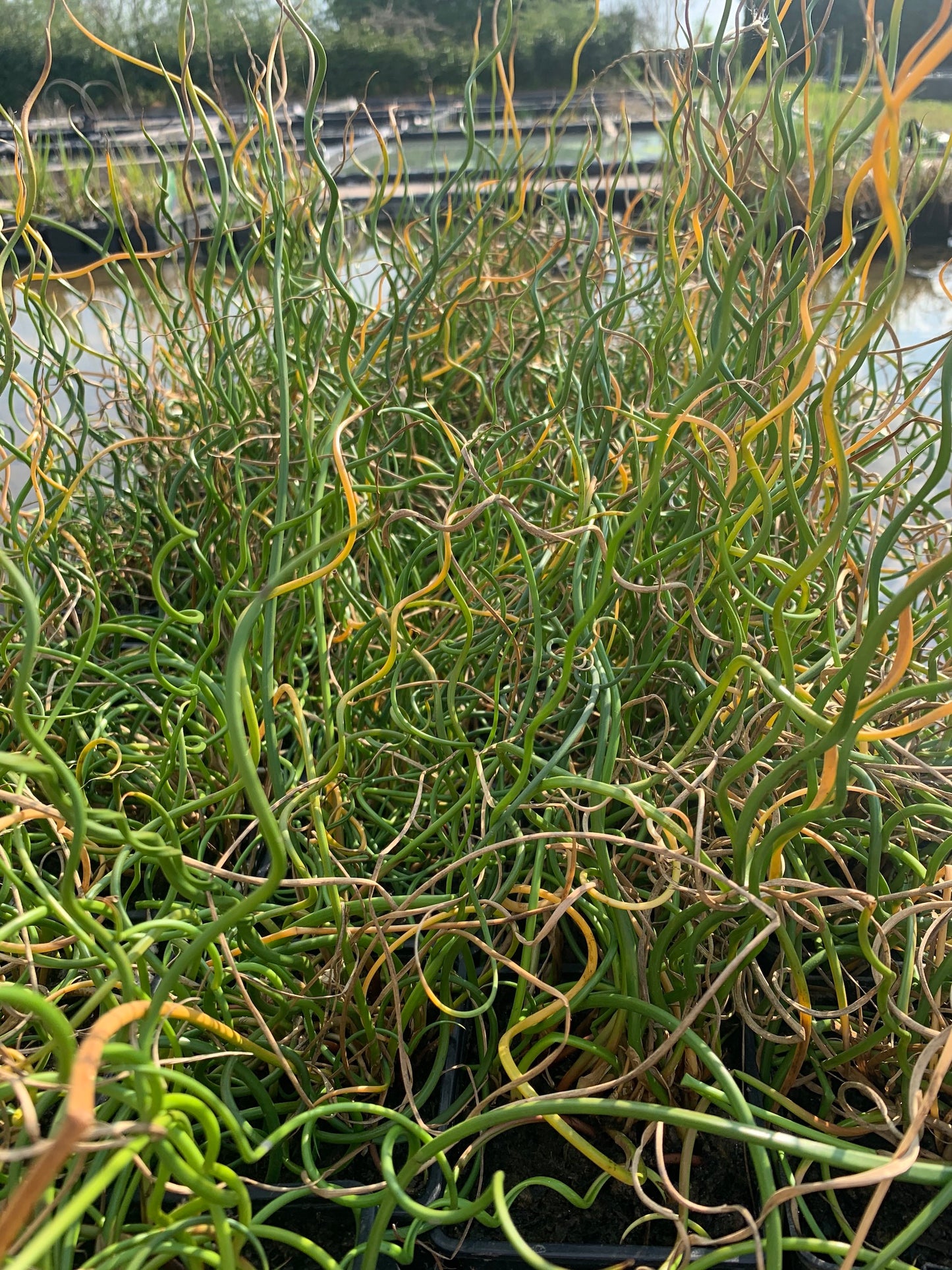 Juncus Effusus Spiralis - (Corkscrew Rush) 1 ltr