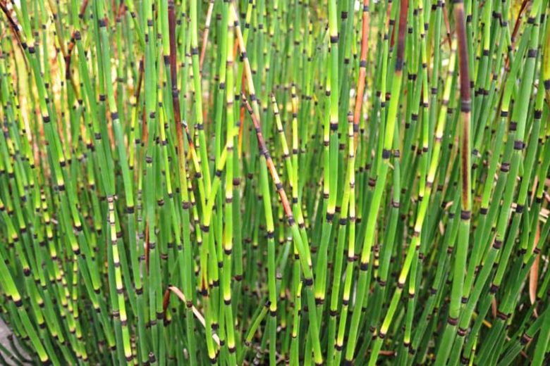 Equisetum Hyemale - (Rough Horsetail/ Scouring Rush) 1 ltr