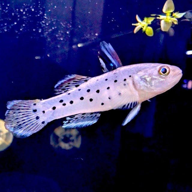 Knight Goby