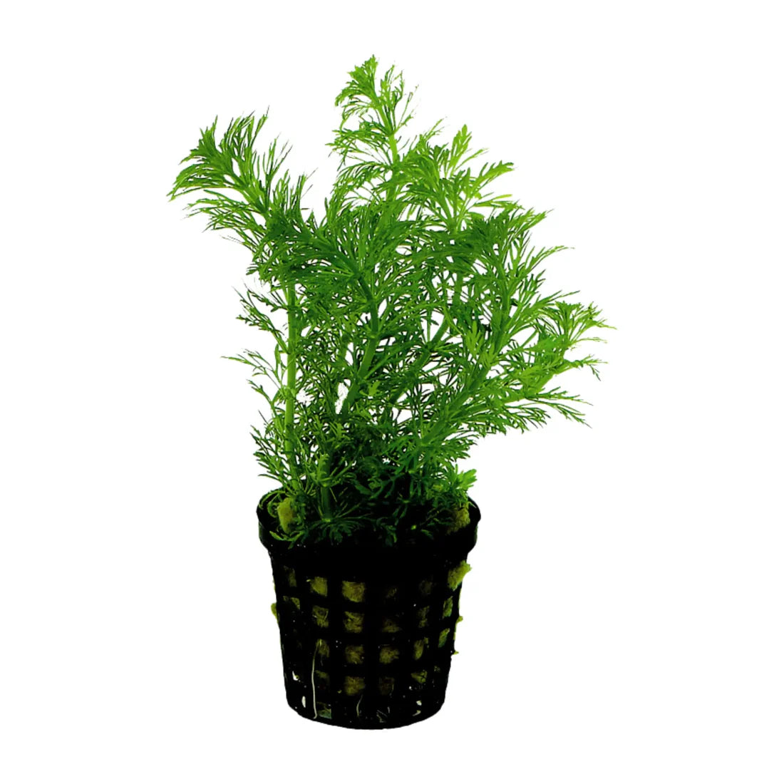 Limnophila Hetrophylla 5cm Pot