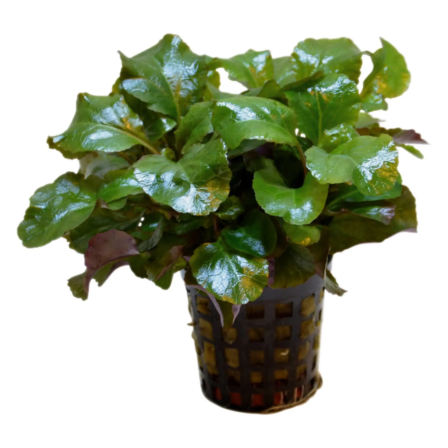 Lobelia Cardinalis Wavy 5cm pot