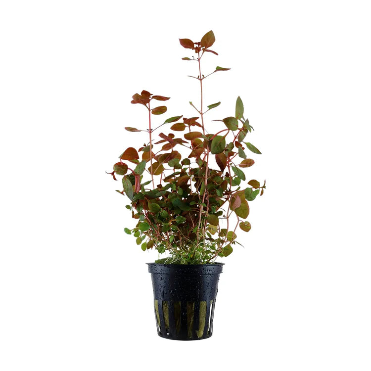 Ludwigia Palustris Red 5cm pot