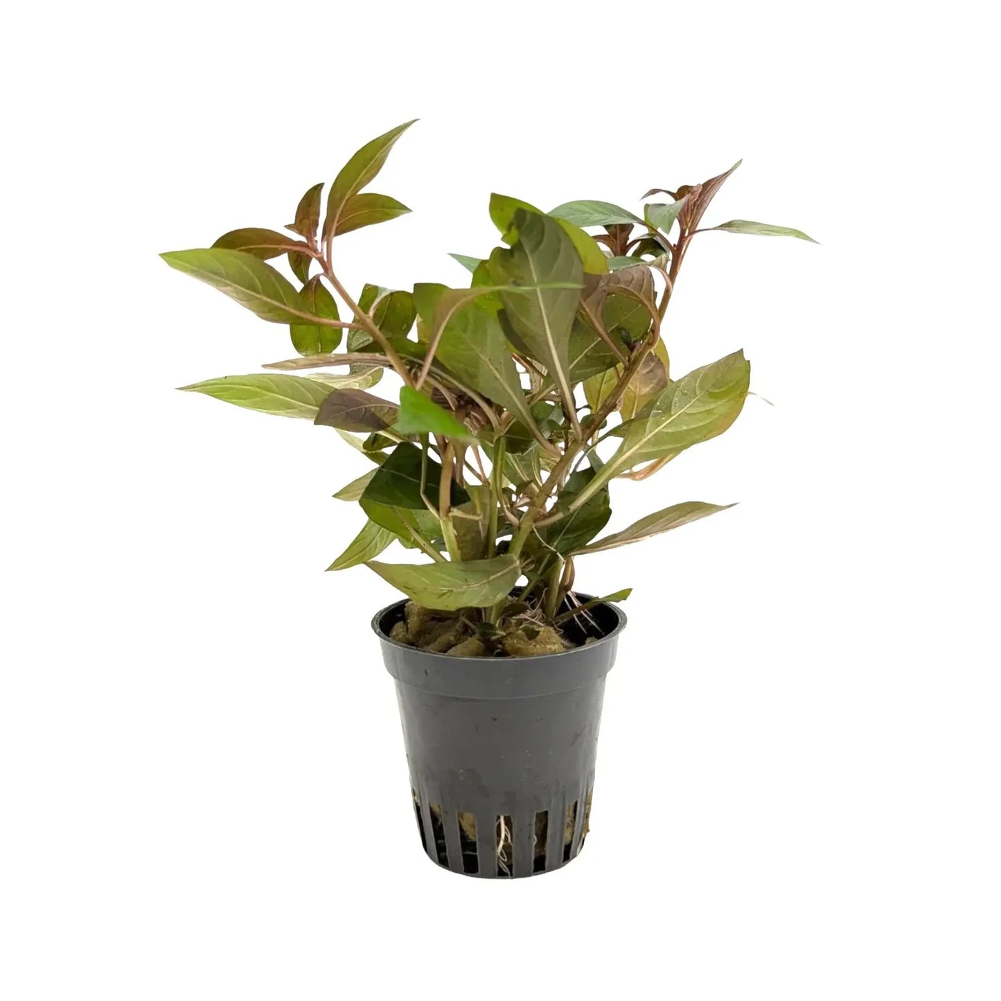 Ludwigia Repens Diamond Super Red 5cm Pot