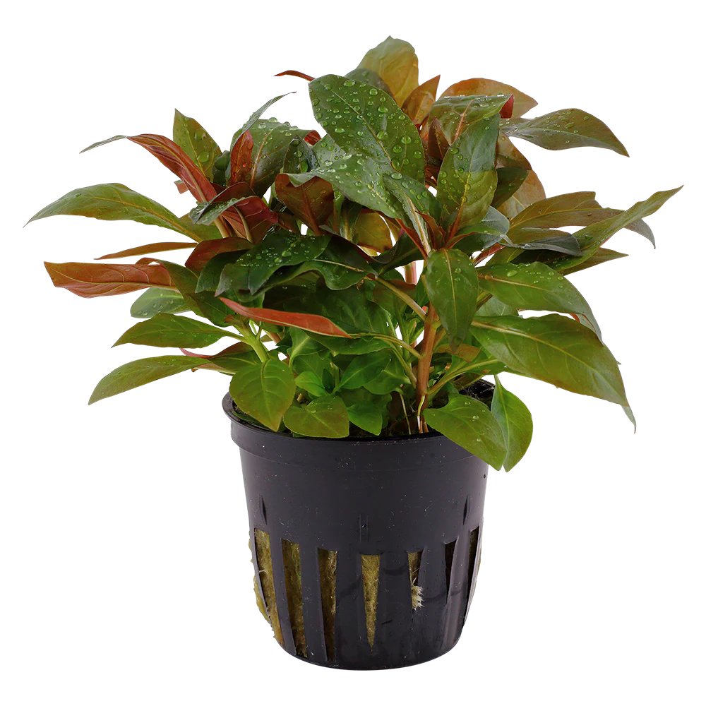 Ludwigia Glandulosa 5cm pot