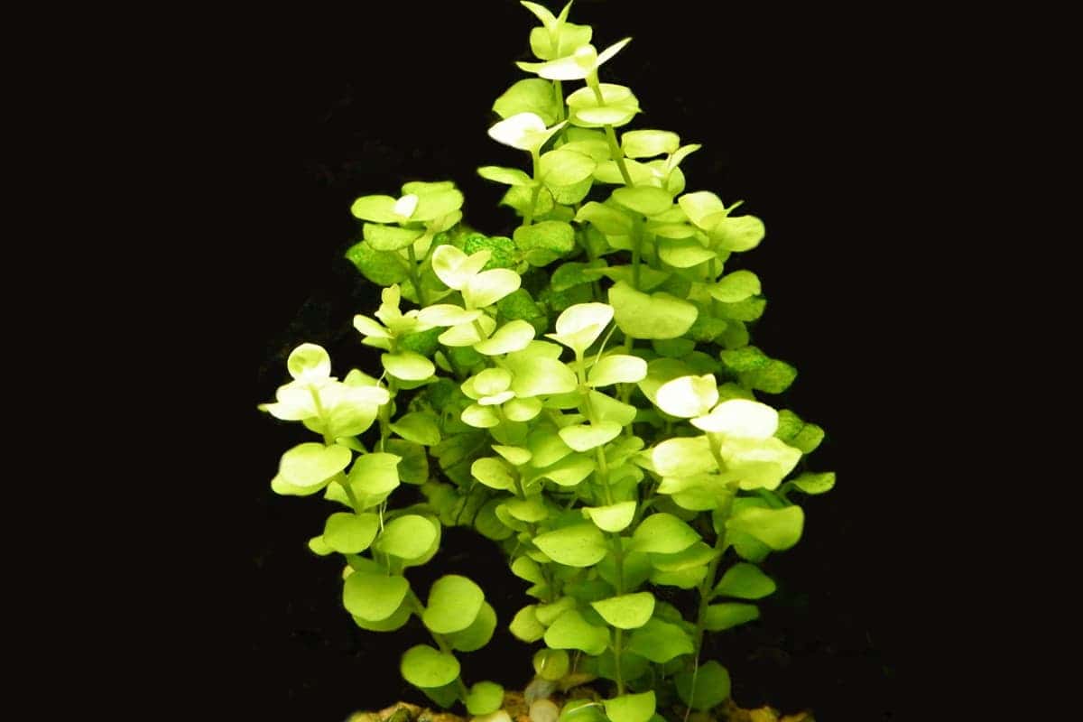 Lysimachia Aurea Yellow 5cm Pot